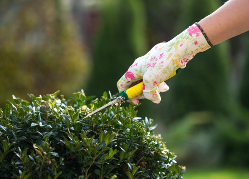 Hedge trimming in Holloway for a neat garden boundary
