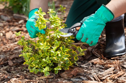 Overgrown Holloway garden cleared of weeds and debris