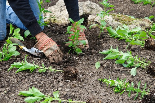 Aeration and overseeding treatment for a Holloway garden lawn