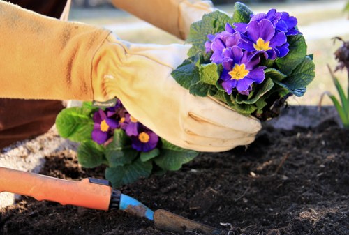 Professional garden clearance service in Holloway with trimmed plants