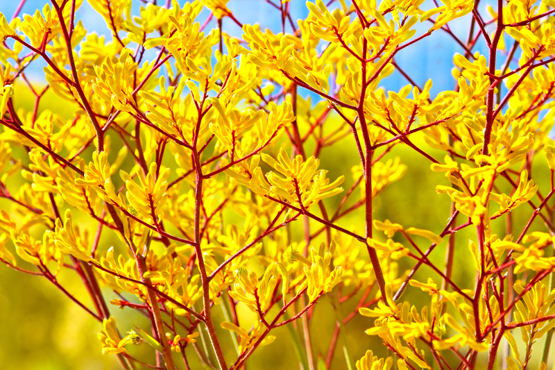 lawn maintenance flower borders