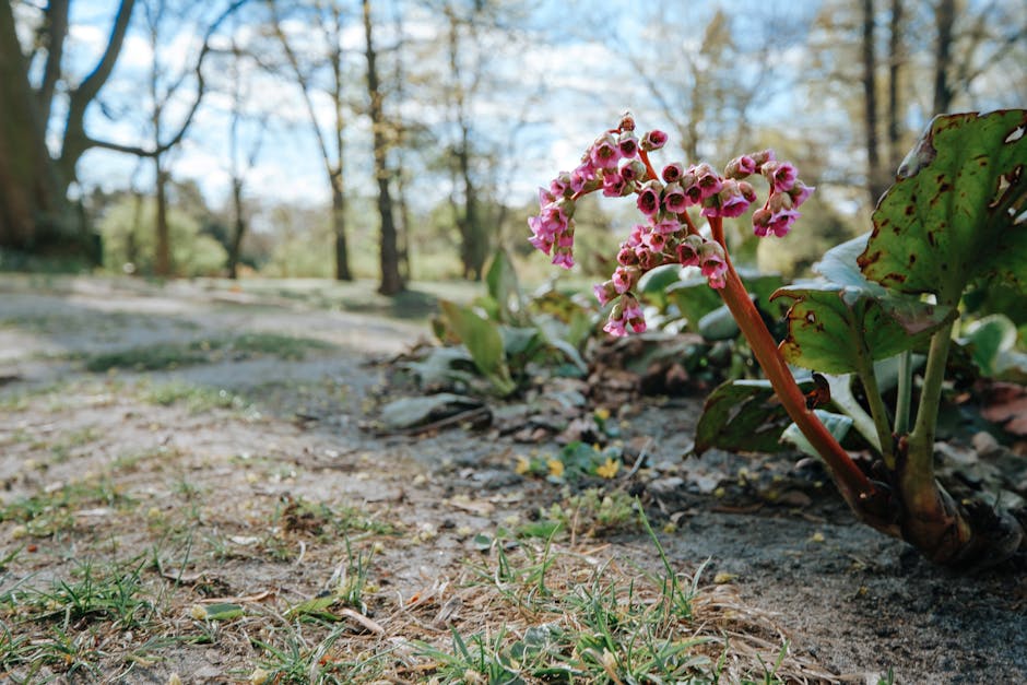 A low-angle view of a garden bed featuring a pink flowering plant with clusters of small, tubular blossoms, surrounded by dark, moist soil and fallen leaves. The garden emphasizes a natural layout wit
